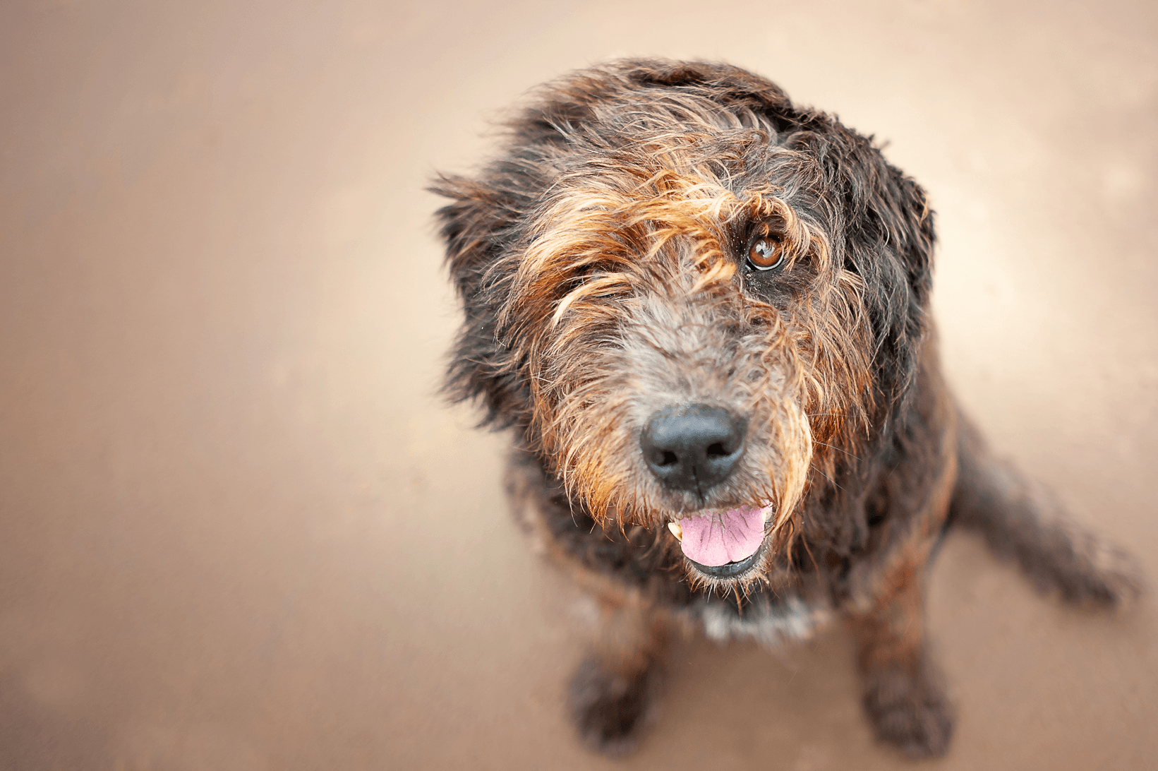 Adopt a dog